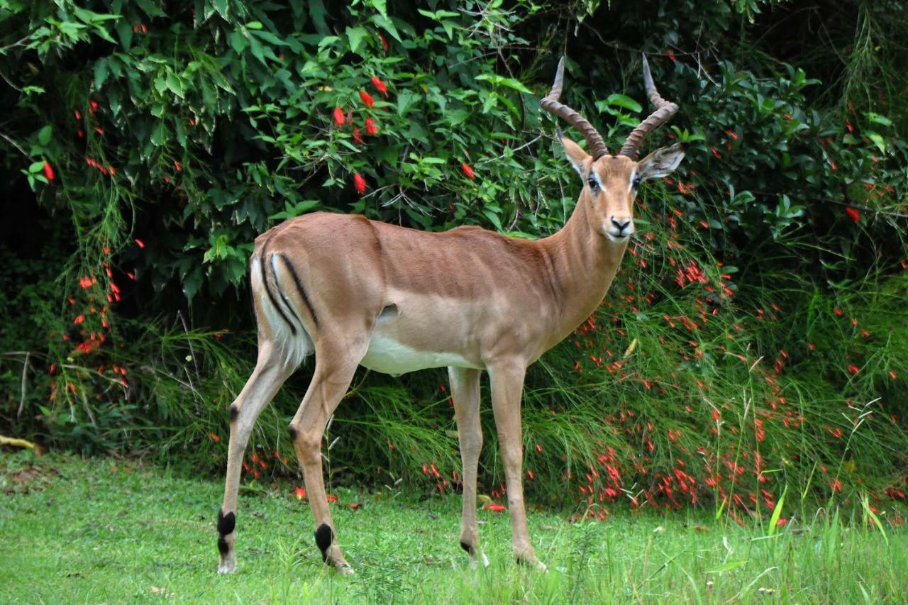 Kruger Park Lodge Unit No. 243 ヘイジービュー エクステリア 写真
